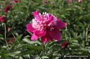Chinese Peony